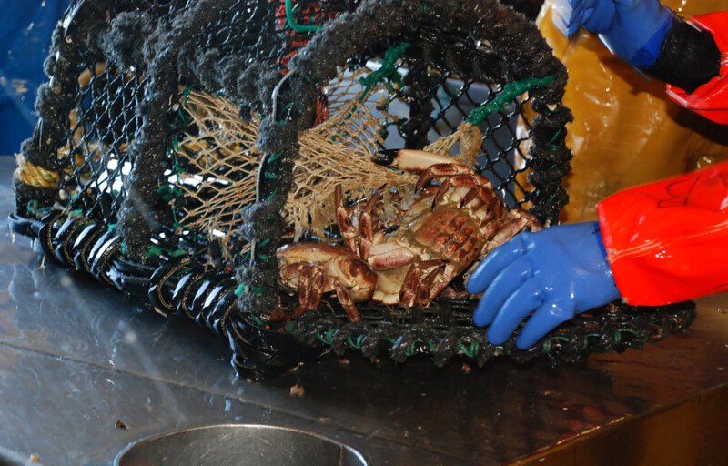 Crab being pulled out of a trap
