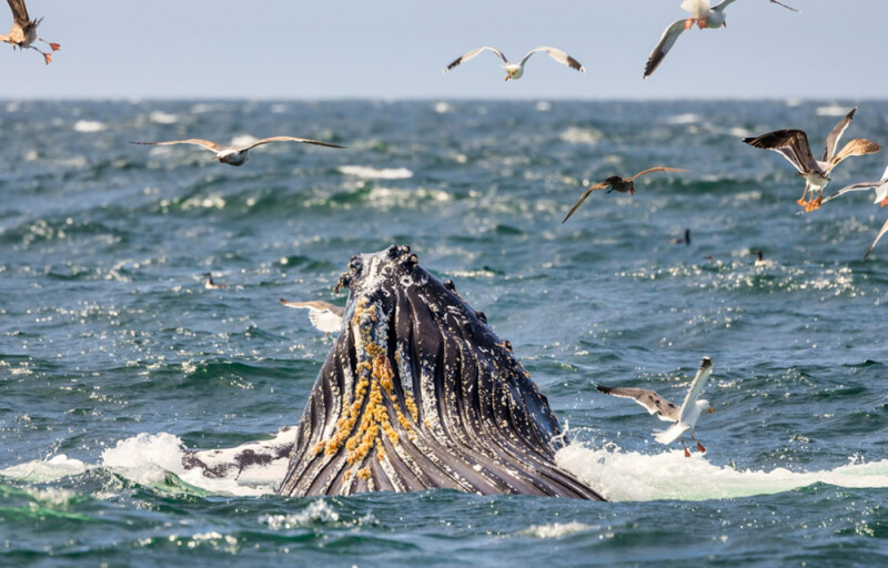 a whale off the coast of California