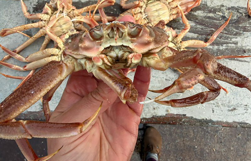 A hybrid Tanner-snow crab