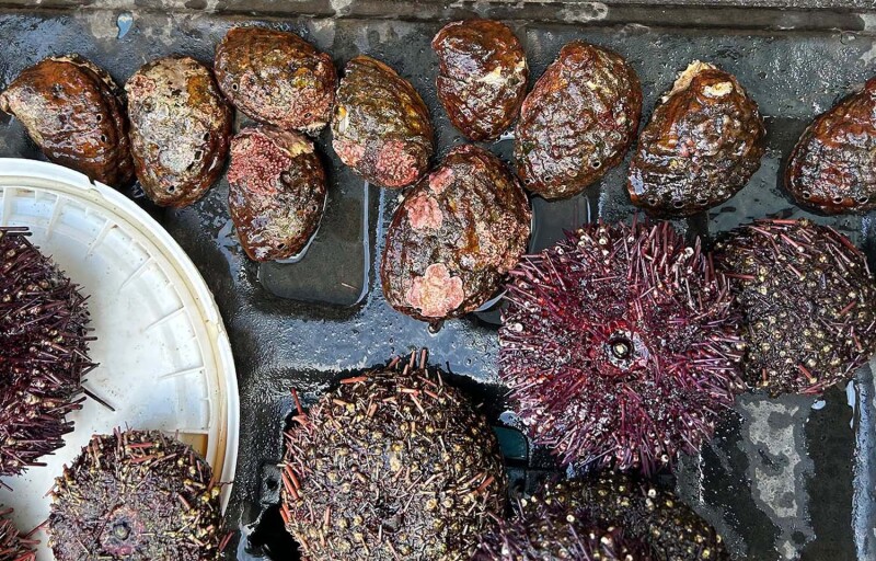 A pile of Northern abalone seized by Canada's Department of Fisheries and Oceans