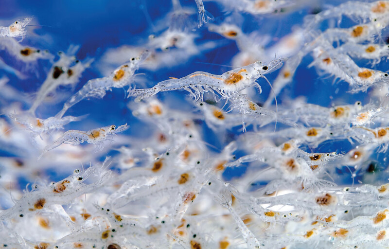 shrimp fry in a tank