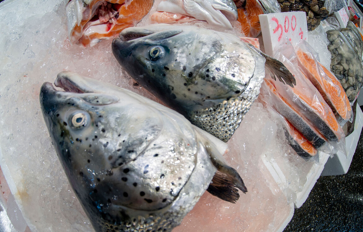 salmon heads and bodies for sale