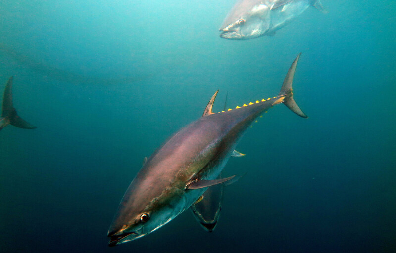 Bluefin tuna are migrating north in search of cooler waters as a direct result of climate change, according to a study published by ATZI