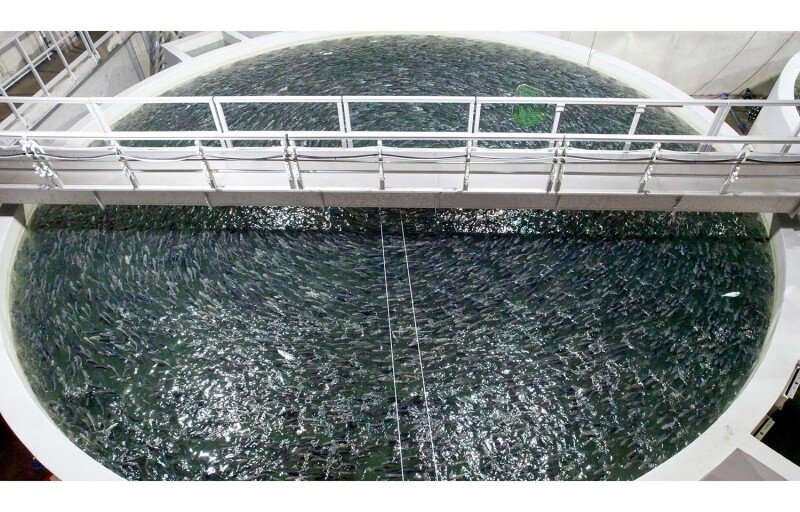 An aquaculture pen in a recirculating aquaculture faciltiy
