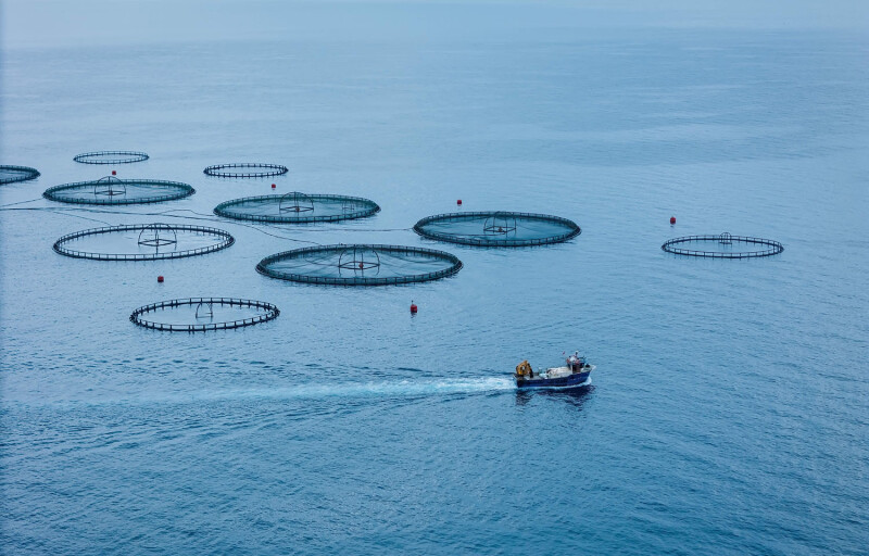 Hatch Blue is partnering with Oceans Advance to launch an aquaculture innovation studio in Atlantic Canada