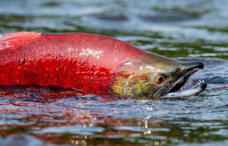 The Alaska Department of Fish and Game is forecasting an excellent run of sockeye salmon this season.
