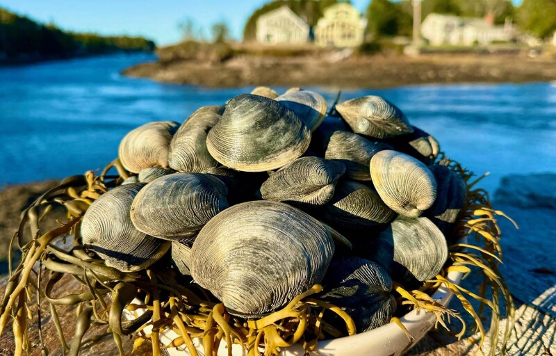 Roger Williams University in Rhode Island is running research projects to restore and revitalize quahog populations along its coast.
