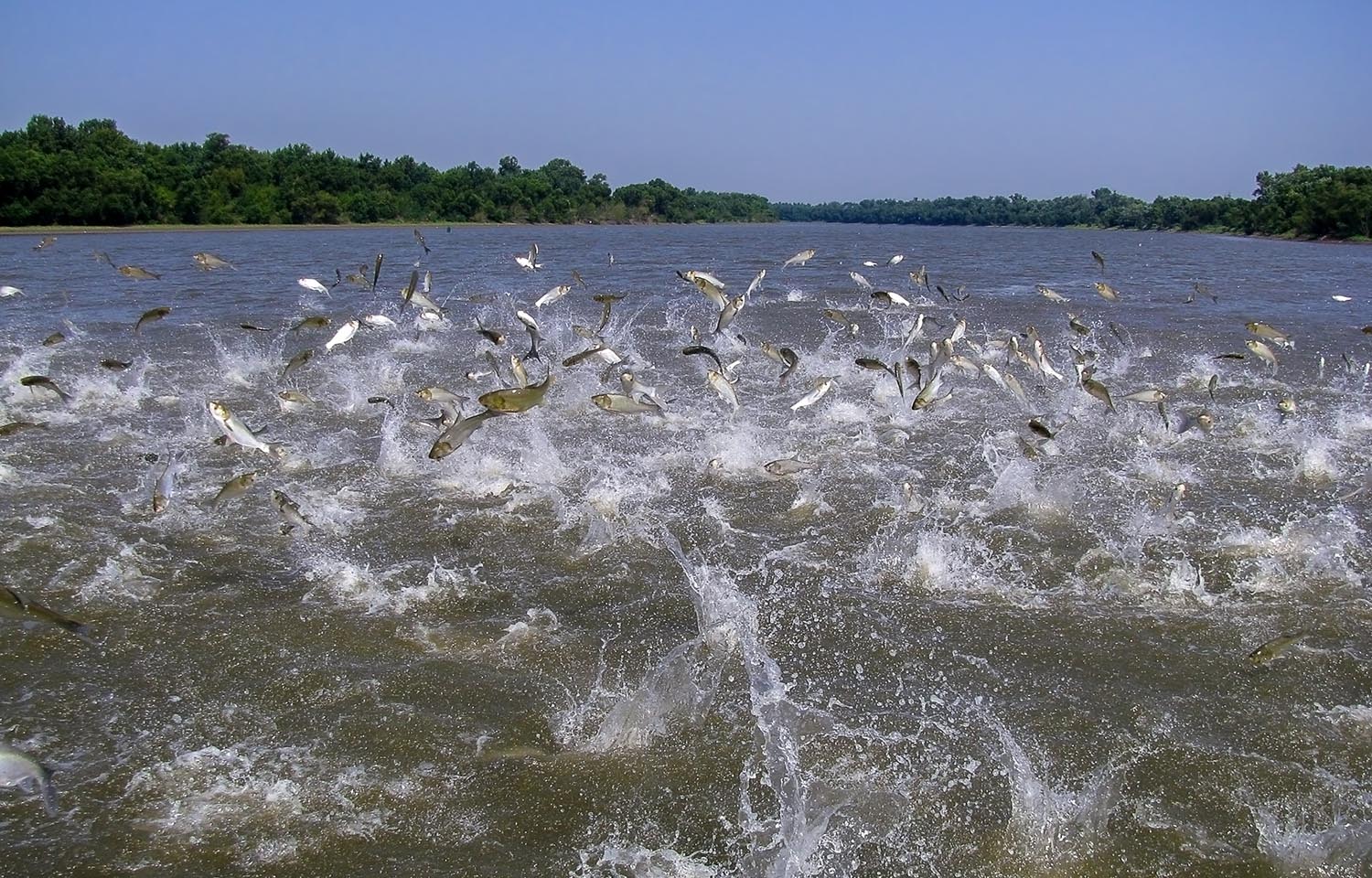 First introduced to the United States as a pest controller at aquaculture facilities, Asian carp quickly escaped into America’s waterways
