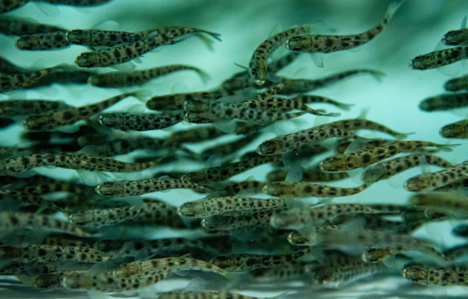 Ventisqueros gets environmental approval for USD 68 million smolt farm