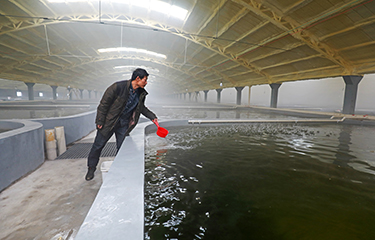 An indoor grouper farm in Northern China.