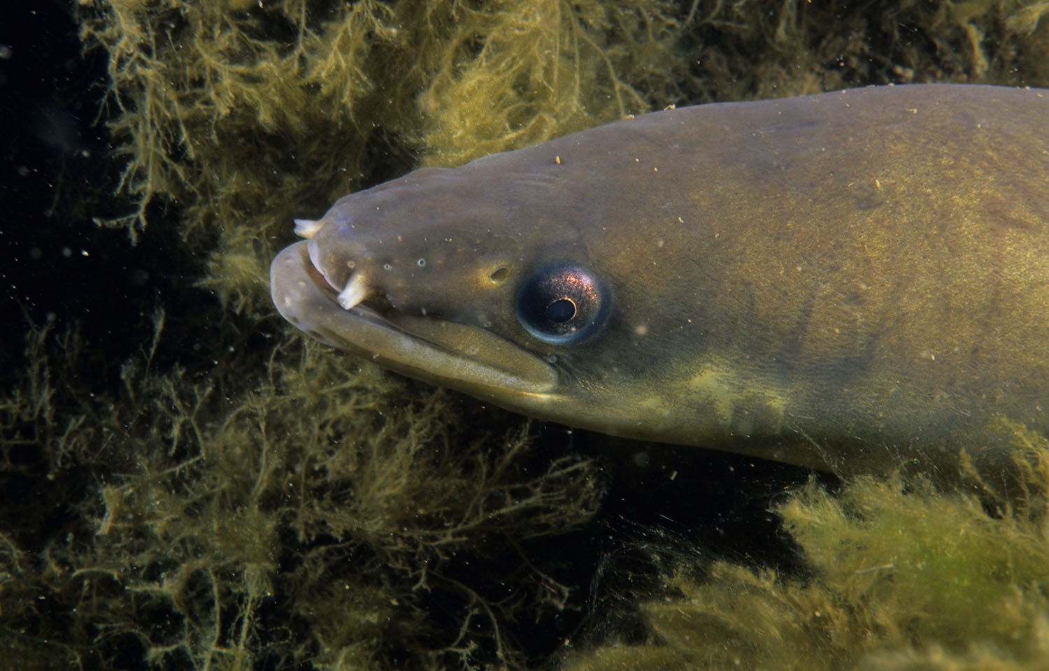 Industry applauds Canada keeping eel off protected species list