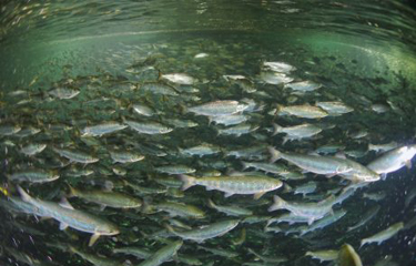 Salmon swimming in a Huon Aquaculture net pen.