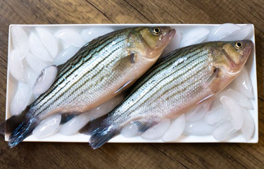 Upward Farms begins selling aquaponics-grown striped bass in New