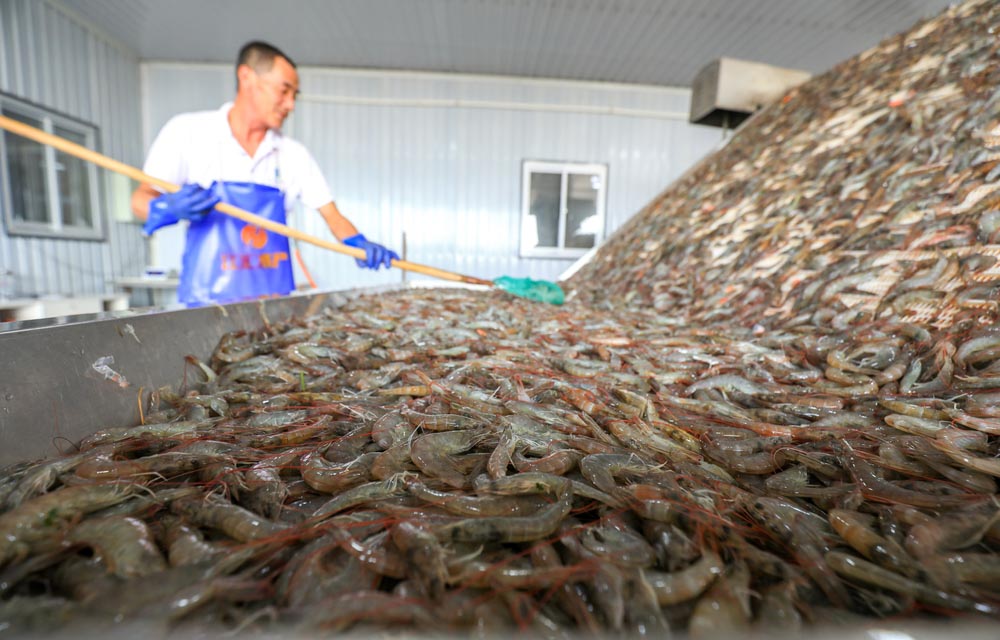 shrimp processing in China