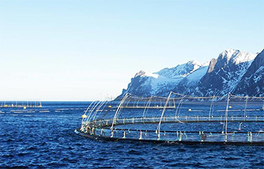 SalMar ASA harvested a record volume of salmon in Q3 2021.