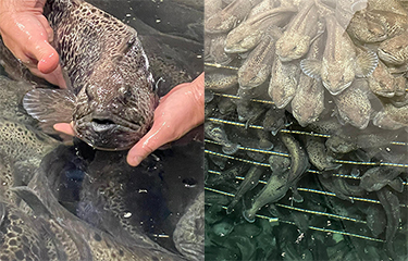 Spotted wolffish in an aquaculture tank.