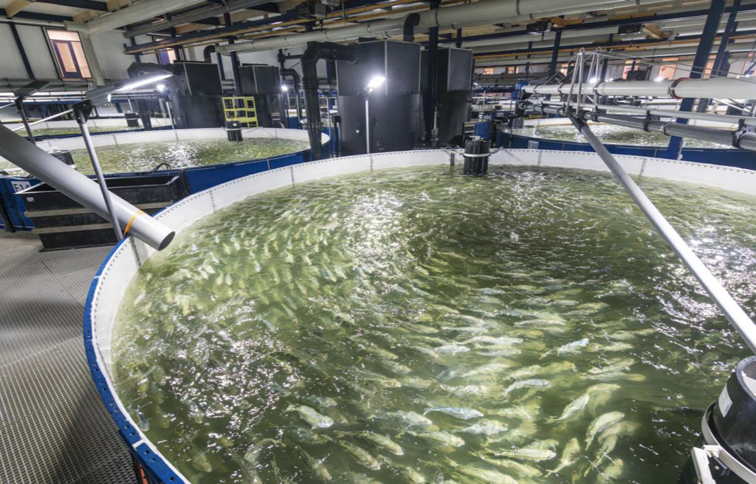 Kingfish Company's RAS tanks at its Netherlands-based facility