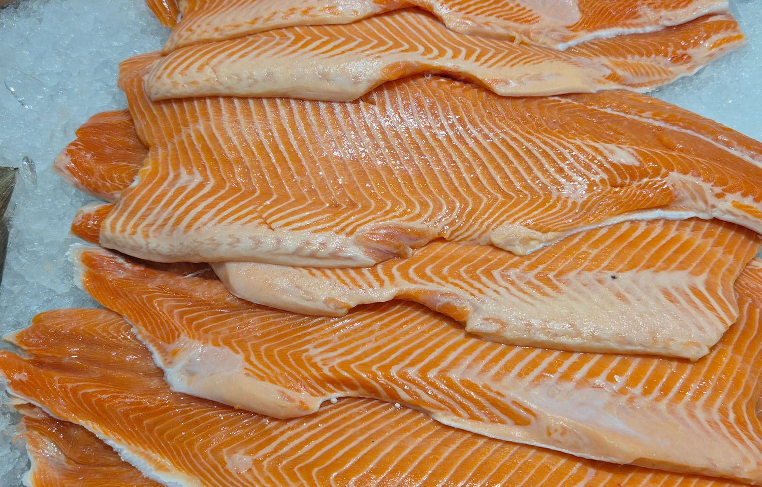 A pile of Atlantic salmon fillets on ice