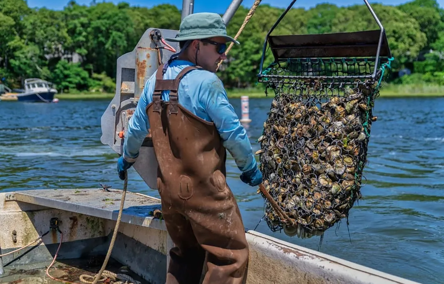 Cape Cod Oyster Company acquires new farming location, allowing for year-round production
