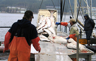 Halibut bycatch is once again at the center of a big choice for the North Pacific Fishery Management Council.