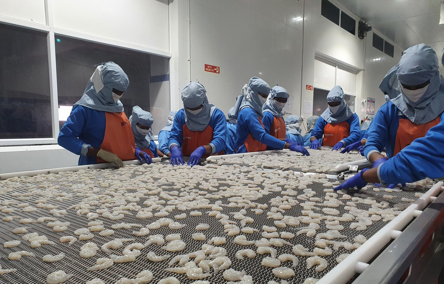 Workers sorting shrimp at an Indian factory