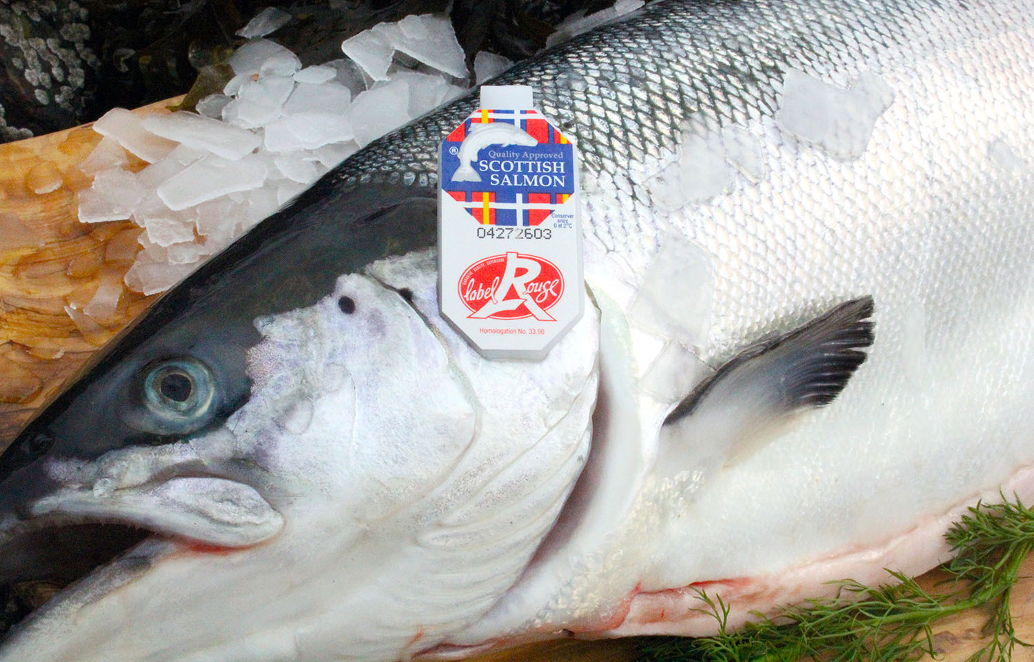 A display of fresh salmon featuring a Made in Scotland label.