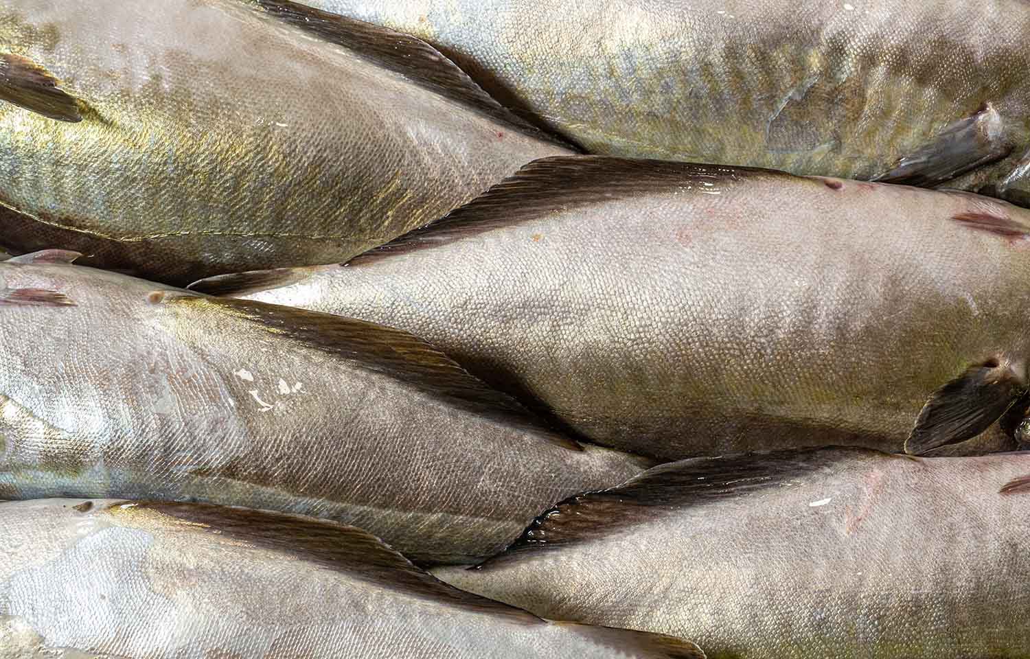 Alaskan pollock