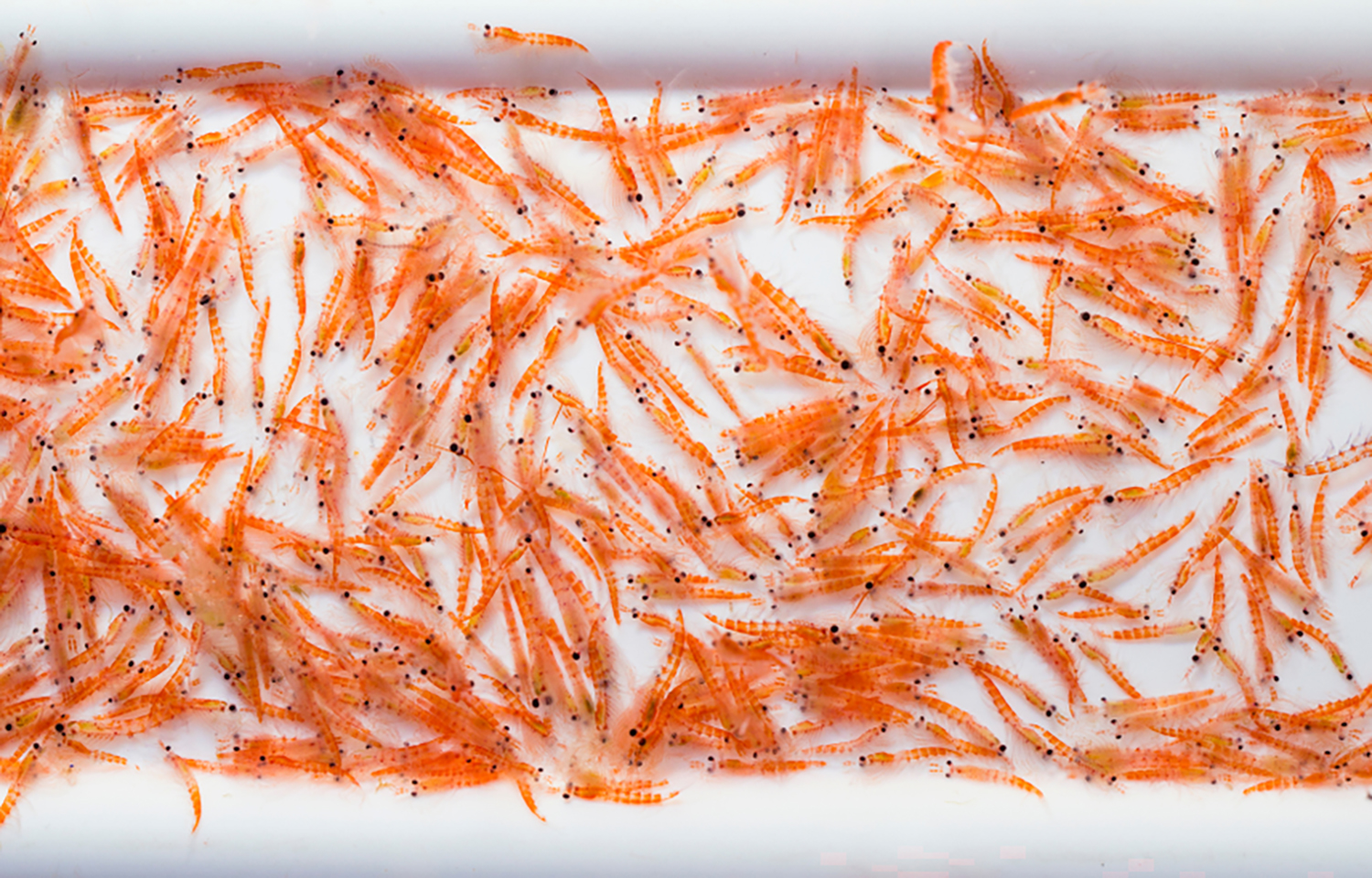 A pile of Antarctic krill