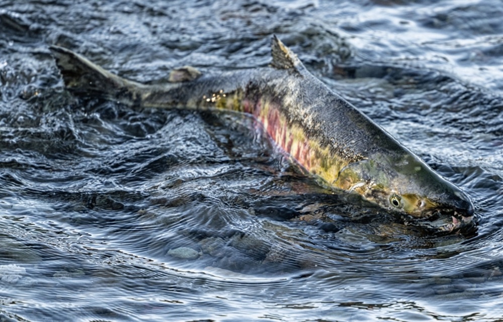 a chum salmon