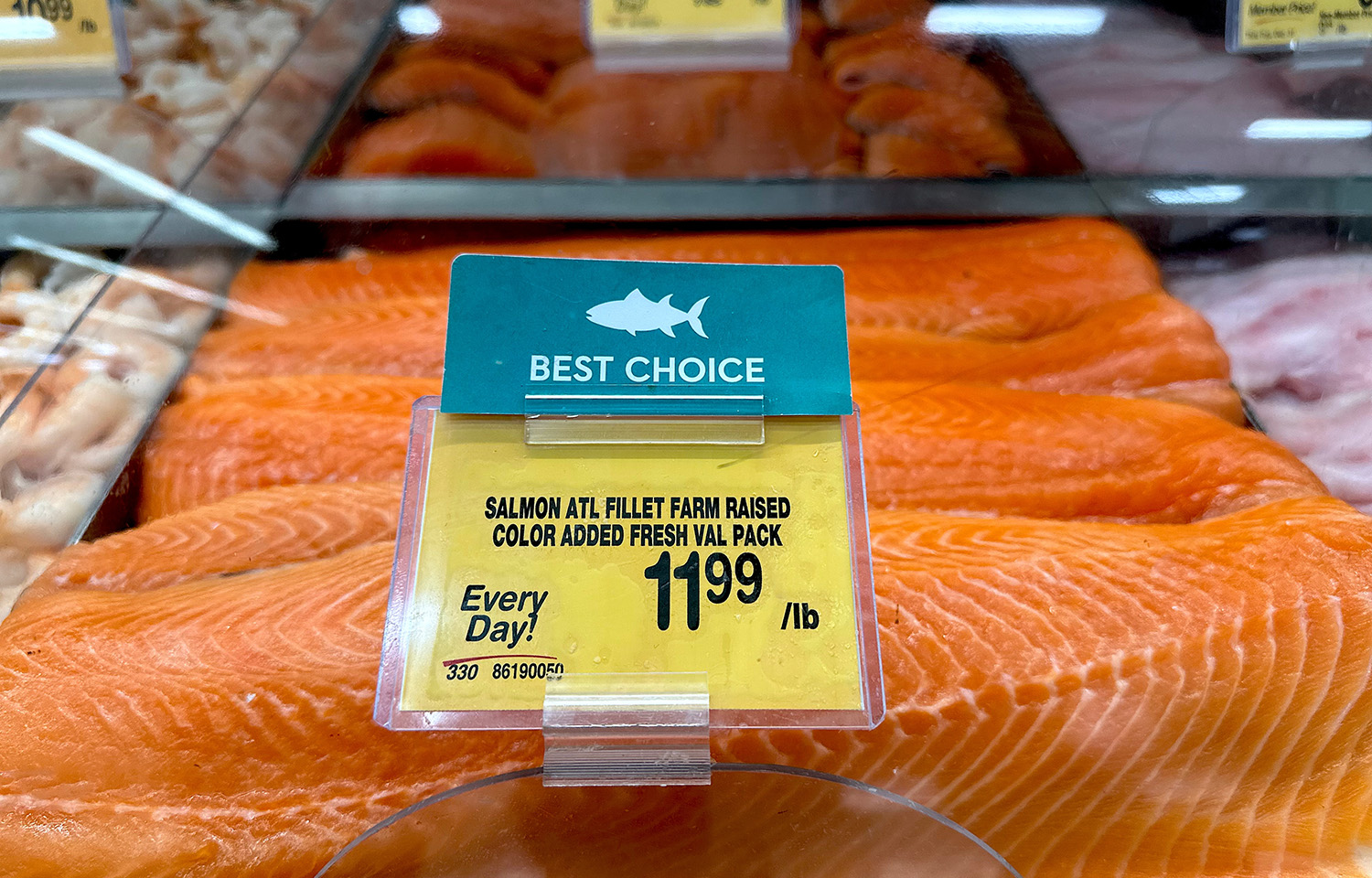 farmed Atlantic salmon
