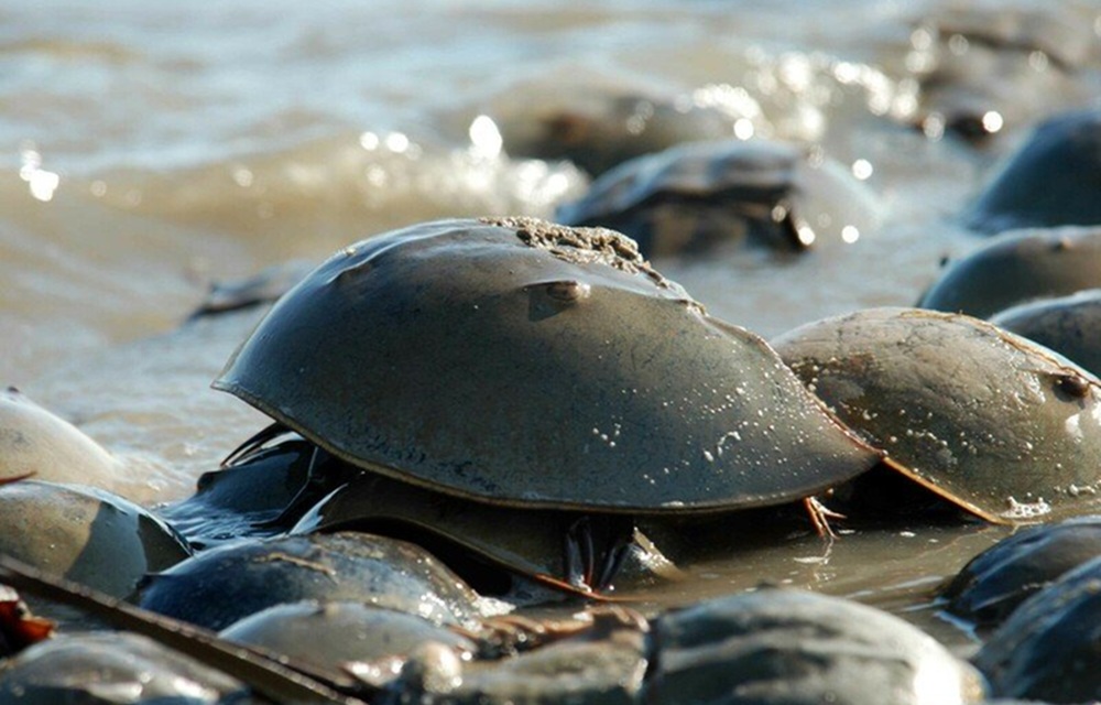 A horseshoe crab