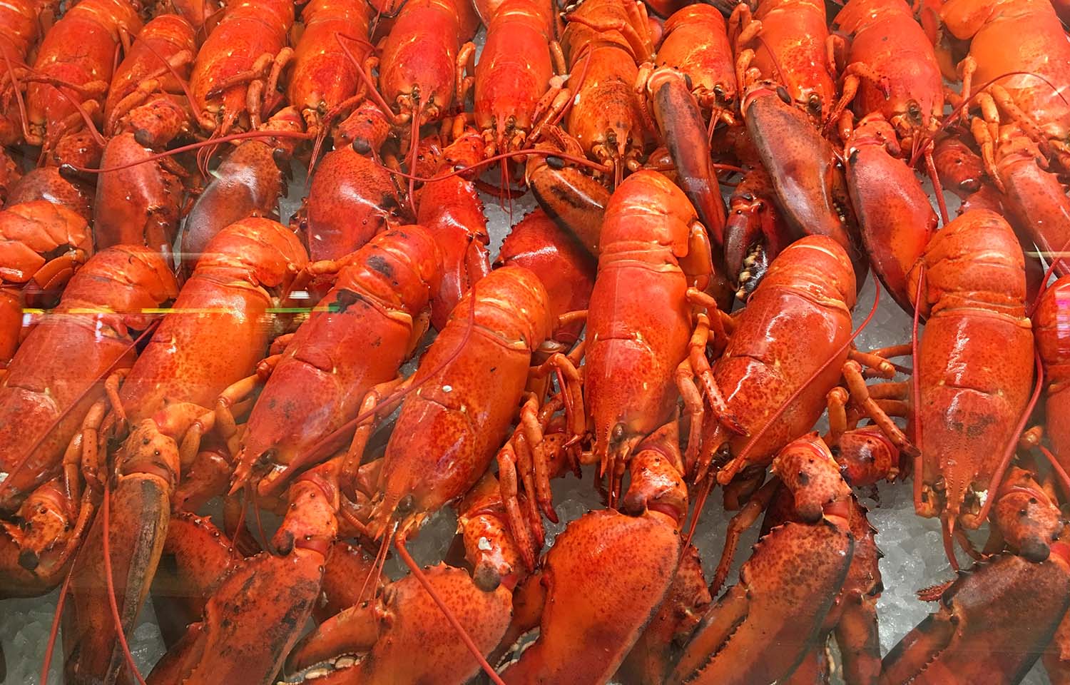 A pile of cooked lobsters in Nova Scotia, Canada