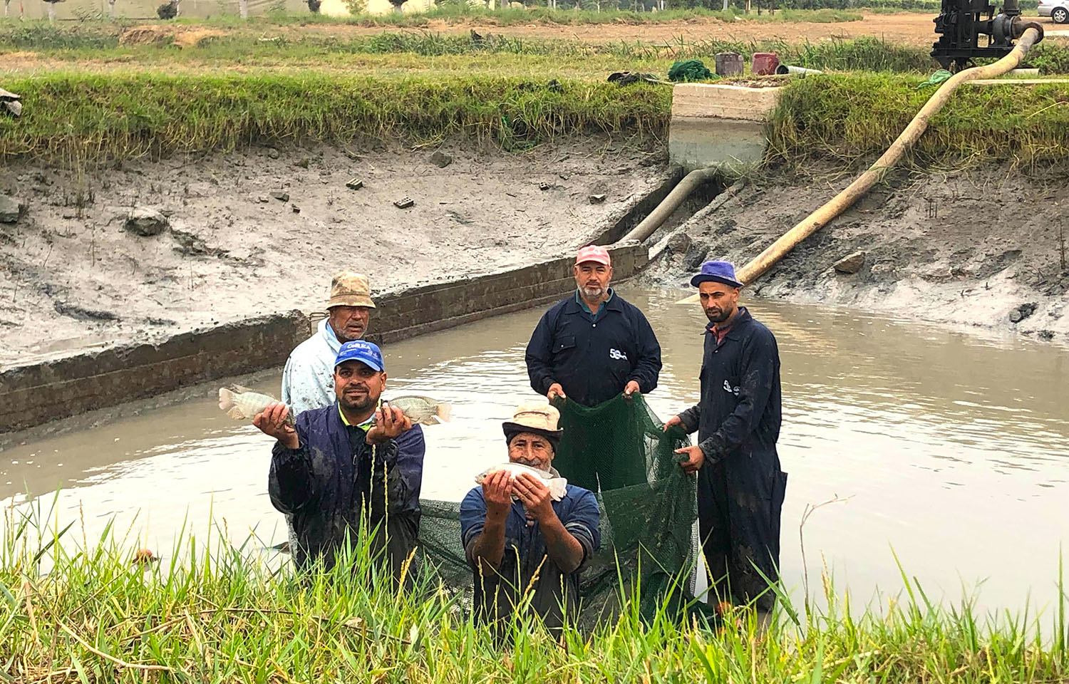 Egyptian tilapia farmers