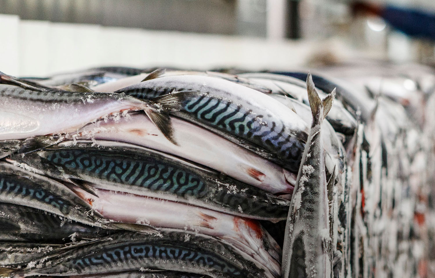 A frozen block of mackerel caught by Polar Seafood