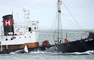 Iceland Temporarily Halts Whale Hunting, With Permanent Ban Possible ...