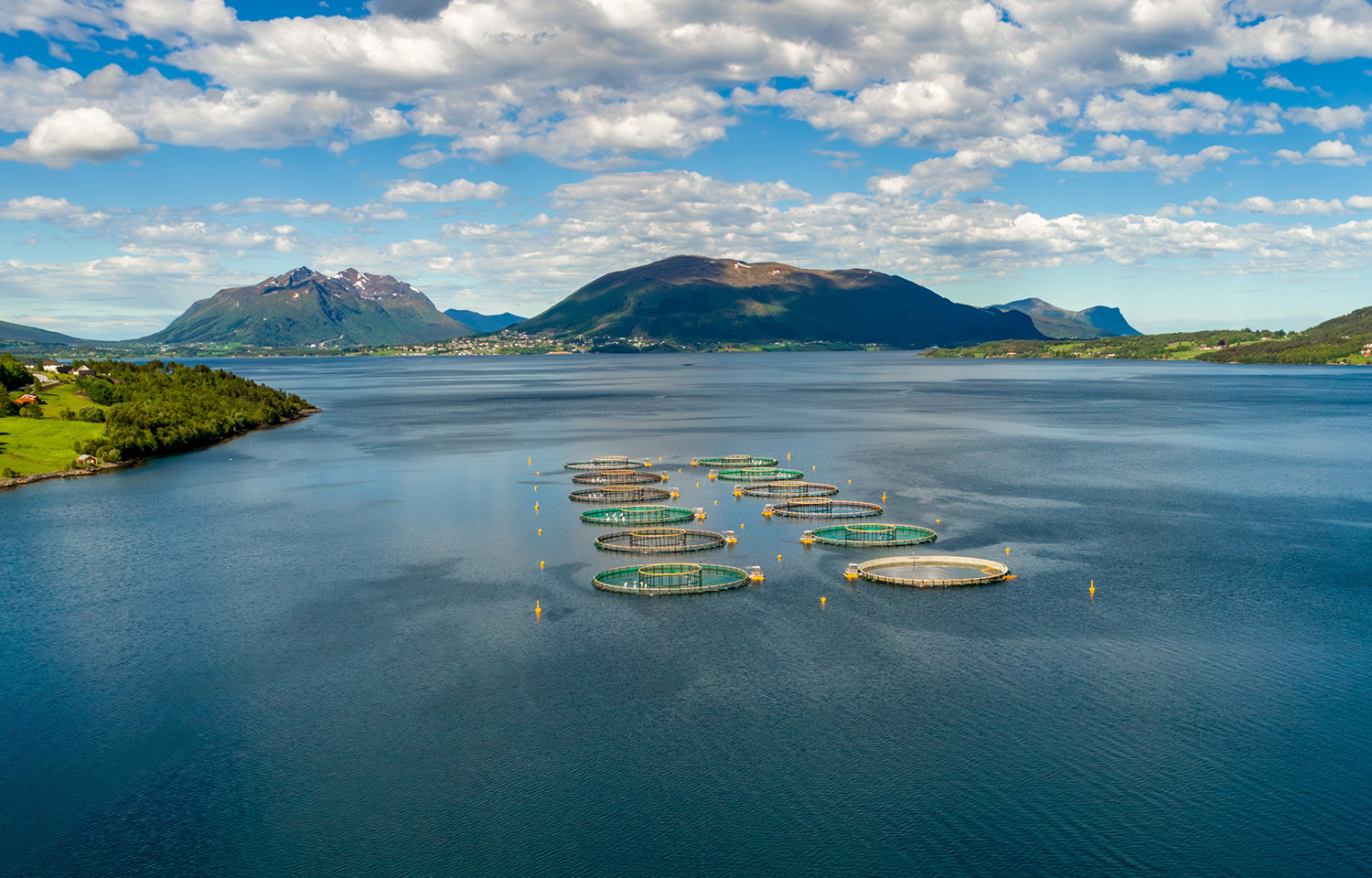 Norwegian Directorate of Fisheries confirms salmon, rainbow trout company profits dropped over 30 percent in 2024