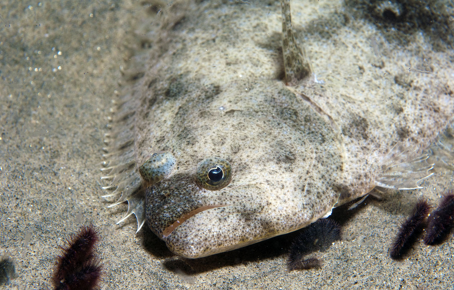 A halibut nestled on the seafloor
