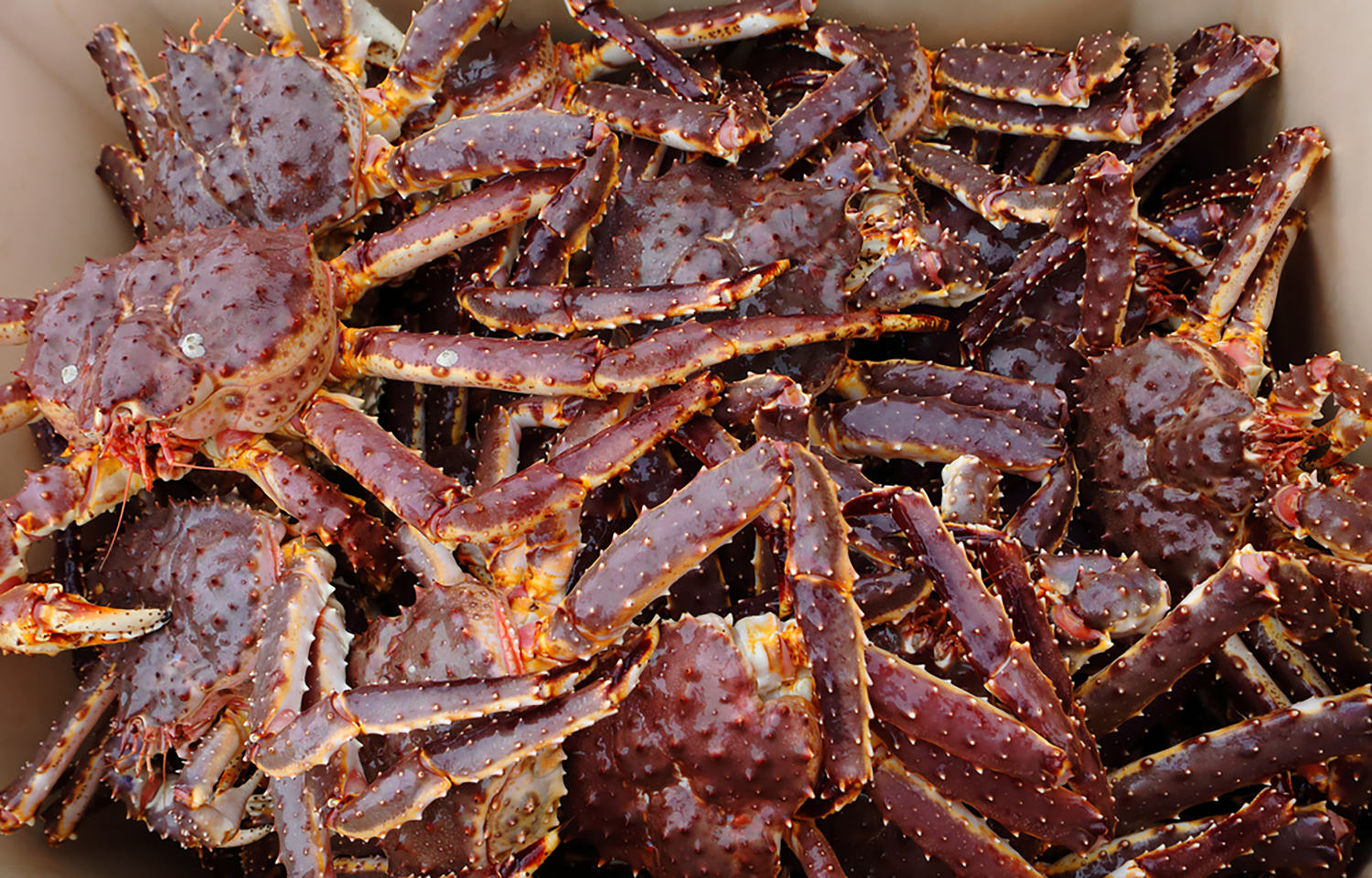 Red king crab