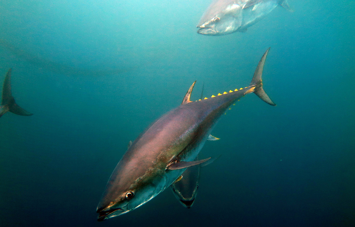 Atlantic bluefin moving north due to climate change, seeking more favorable ecosystems, AZTI study claims