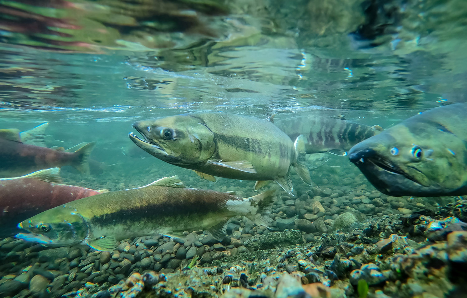 Salmon swimming