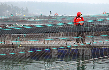 Net gains in aquaculture net technology - Responsible Seafood Advocate