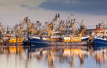 A fishing fleet at the dock in the Netherlands.