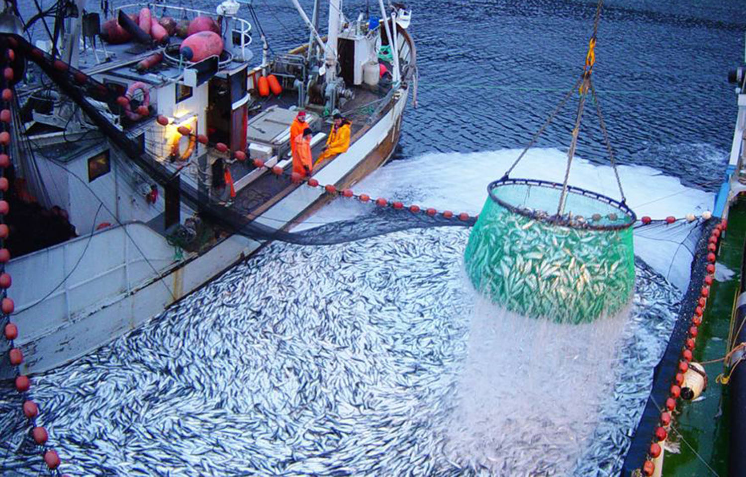 Russian fishing vessels pulling in a catch of fish at sea