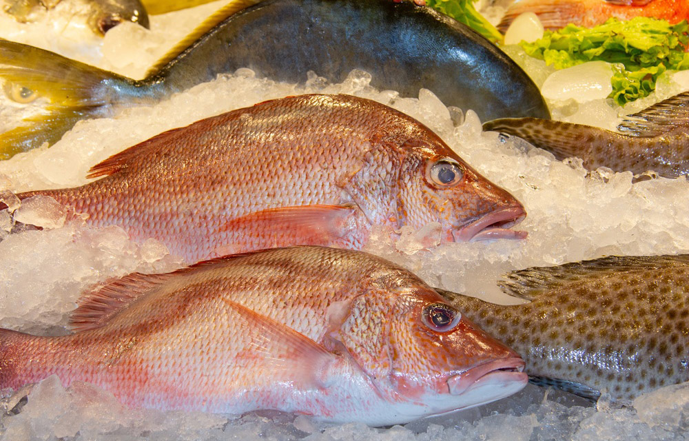 red snapper