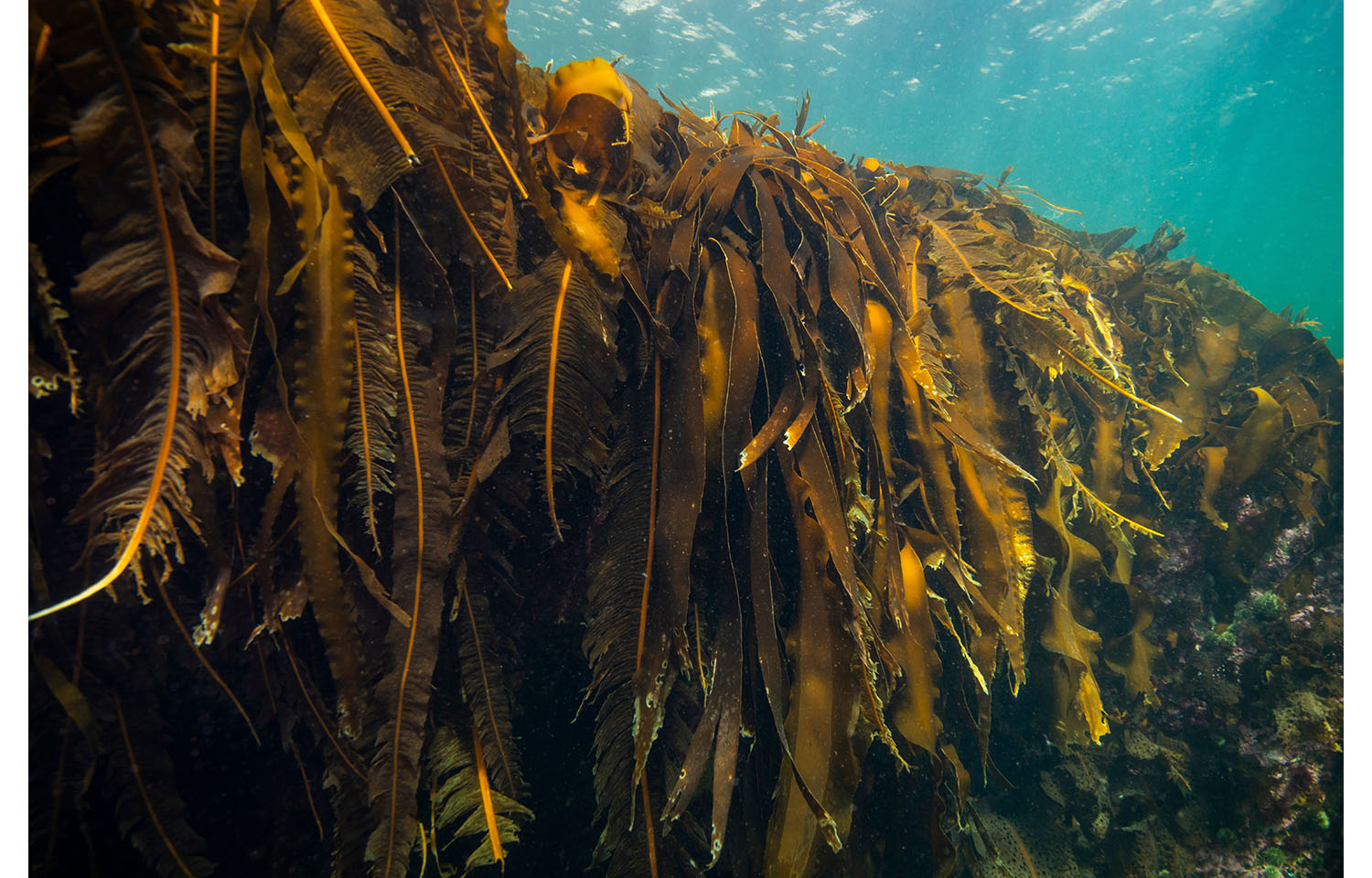 A kelp bed in the St. Lawrence River, Canada | Photo courtesy of RLS Photo/Shutterstock