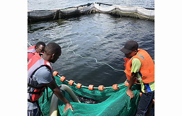 Project to boost Fish Cage Farming on Lake Victoria – Kenya News Agency