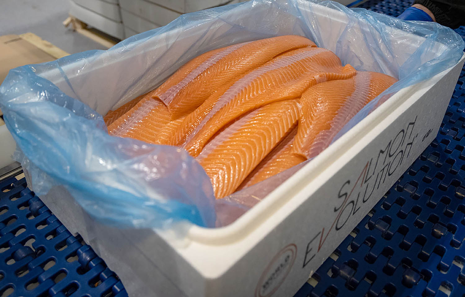 Salmon fillets placed in a box for transport