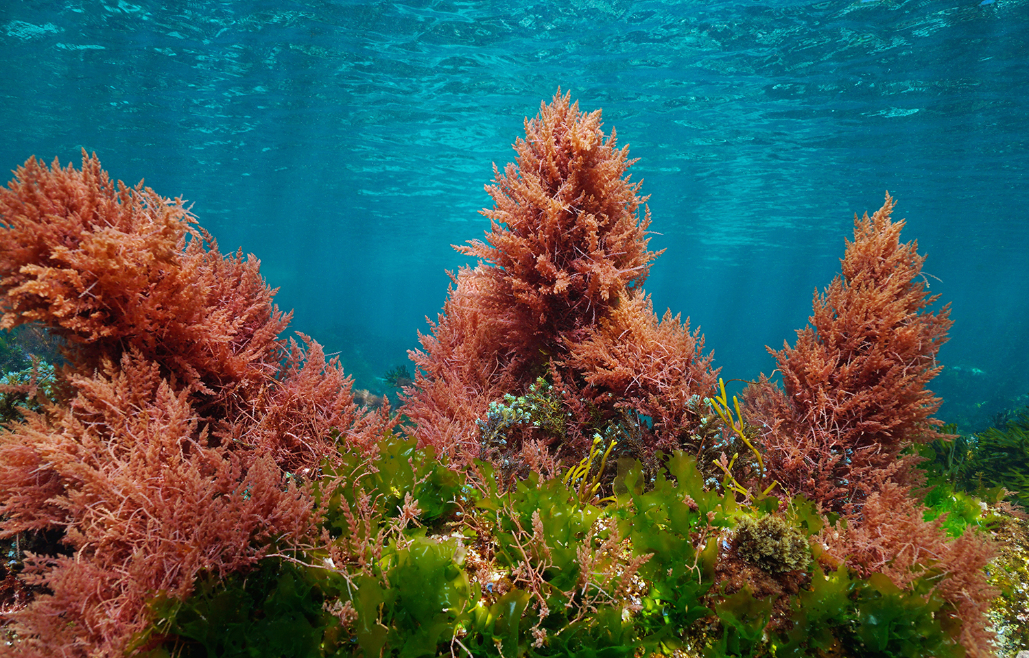 Asparagopsis seaweed.