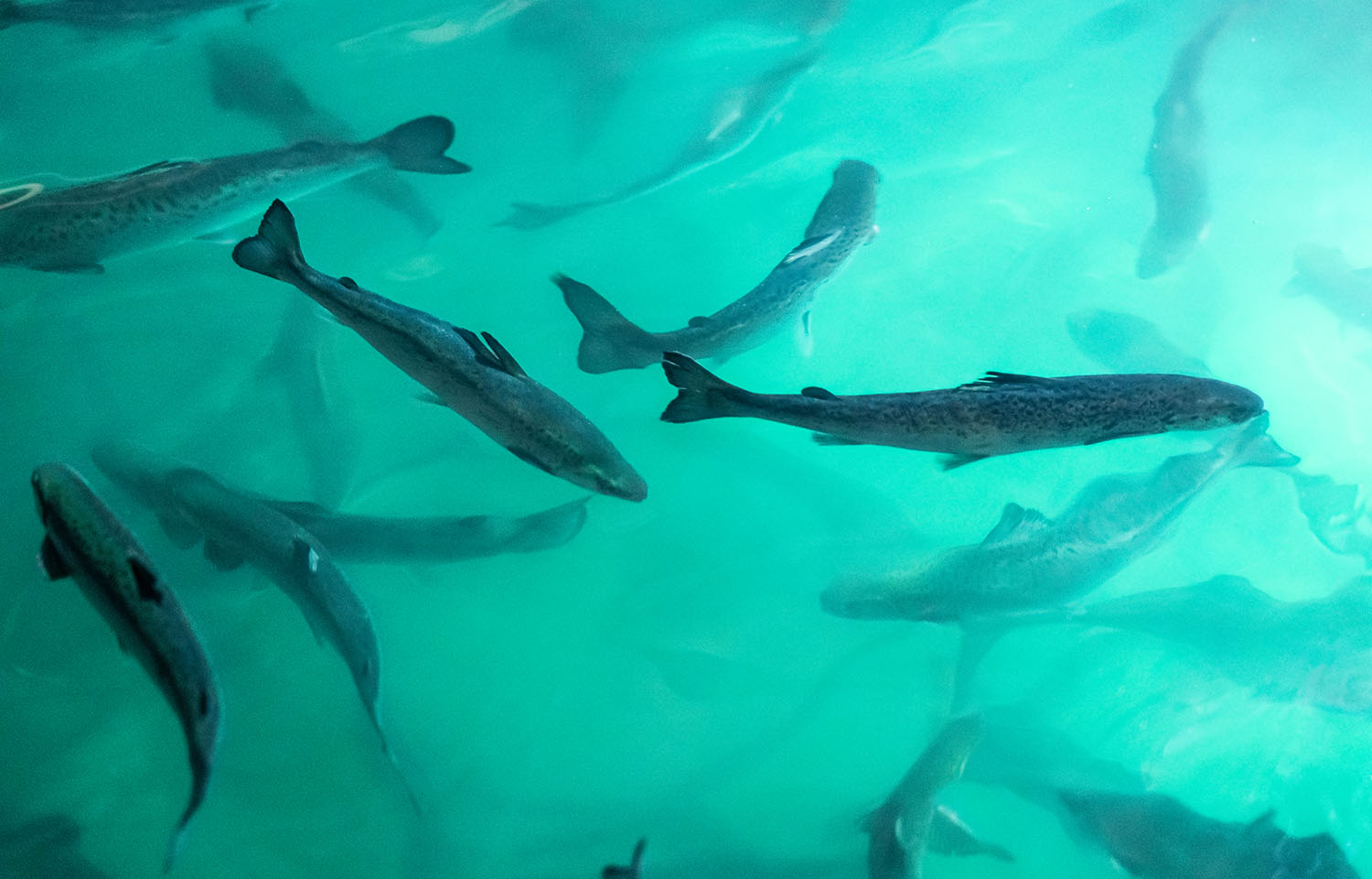 Salmon swimming in blue water inside Atlantic Sapphire's salmon facility
