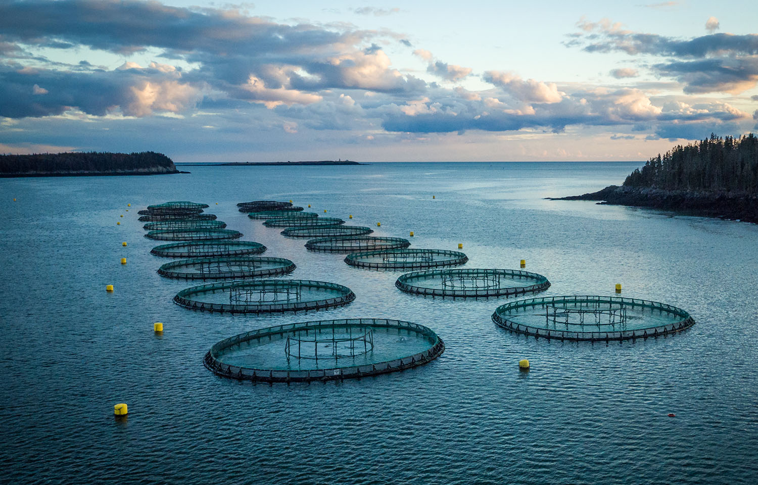 Cooke Aquaculture's salmon farm located near Starboard Island in Machiasport, Maine, U.S.A.